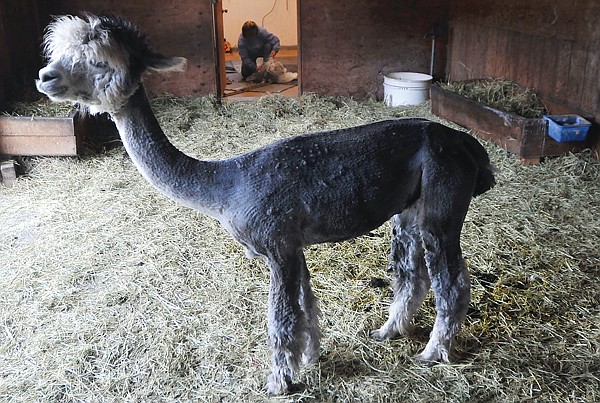 A shaved alpaca stands in the barn while it's fleece gets put into bags in the shearing room.