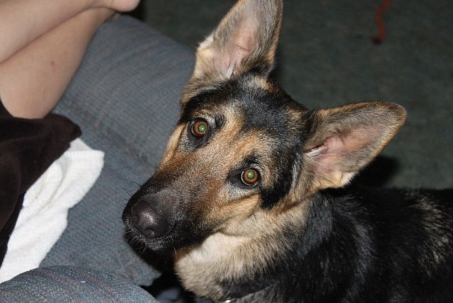 &lt;p&gt;Chloe, a 2-year-old German shepherd, has been missing since Monday. The dog&#146;s owner, Dawn Lauder, was visiting Coeur d&#146;Alene at the time. Lauder, from Alberta, Canada, is asking for help finding the animal because Lauder is alone in a country and city she is unfamiliar with.&lt;/p&gt;