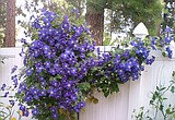 Bloomin' fools!