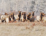 Park elk poachers sentenced