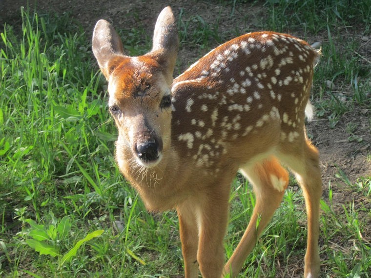 &lt;p&gt;Little &#147;Cliff&#148; the deer recovering at Mystic Farm Wildlife Rescue. The animal was injured when it was dropped by an eagle, and landed on a rock ledge.&lt;/p&gt;