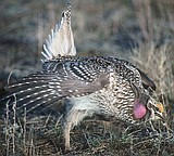 Two seasons for bird hunters