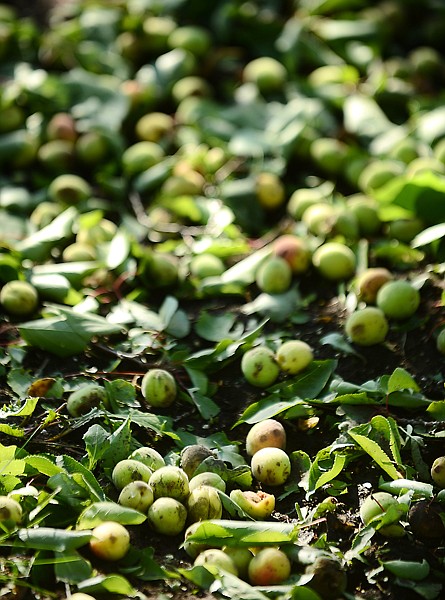 <p>Each tree in the orchard was surrounded with downed fruit on Thursday morning.</p>