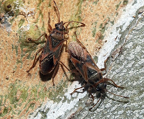 &lt;p&gt;Two Elm Seed Bugs are seen in this undated handout photo provided by the Idaho State Department of Agriculture. A federal official said Wednesday, July 18, 2012 that the invasive insect commonly found in south-central Europe has been detected in southwestern Idaho, marking the first time the elm seed bug has been spotted in the U.S. (AP Photo/ Idaho State Department of Agriculture)&lt;/p&gt;