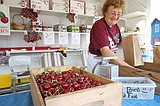Cherry harvest begins