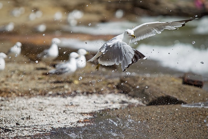 &lt;p&gt;SHAWN GUST/Press A seagull takes flight Monday after a crashing wave sprays the bird on the shore of Lake Coeur d'Alene. High winds caused choppy waters and larger-than-normal waves.&lt;/p&gt;