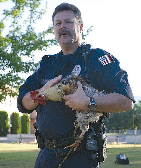 Libby Patrolman David Knopf holds a rooster rescued on Friday from the playground next to Libby Public Schools Central Administration building. The bird was tied to sign that read "Eet Beff." (Photo by Paul Sievers)