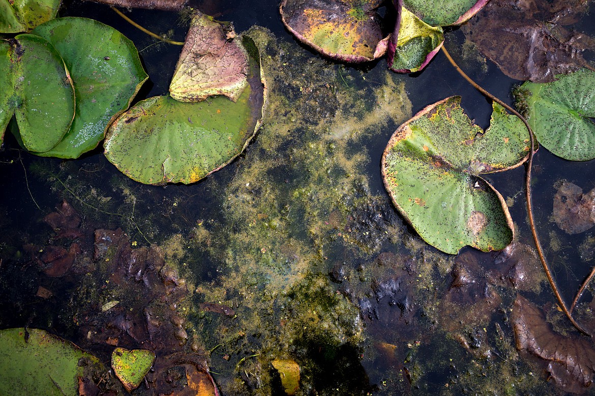 &lt;p&gt;Algae gathers on the surface of Fernan Lake on Tuesday. The Panhandle Health District and the Idaho Department of Environmental Quality are cautioning people swimming in and eating fish from the east side of Fernan Lake and the northern arm of Hayden Lake to stay away from areas where the algae is present.&lt;/p&gt;