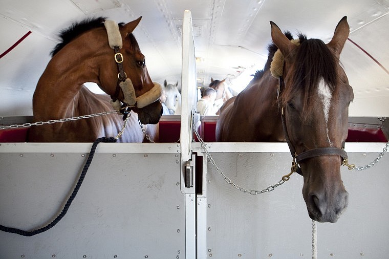 &lt;p&gt;Horses wait to be unloaded from a Boeing 727 at the Glacier Jet
Center at Glacier Park International Airport Tuesday morning.&lt;/p&gt;