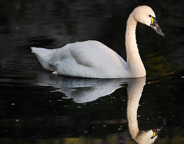<p>A tundra swan floats gracefully in one of the ponds at Bibler
Gardens on Wednesday morning.</p>