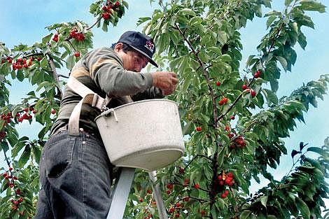 Ignacio Estrada picks Vans sweet cherries at Foss Farms in Yellow Bay. Each picking bucket can hold about 20 pounds of cherries. Foss Farms&#146; cherry stand is now open; others will open as the pace of harvest picks up. Kari Friedman/Daily Inter Lake