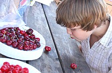 Kyle Saxton, of Big Fork, ties a cherry stem with his tongue during the Cherry Festival last Friday in Polson.