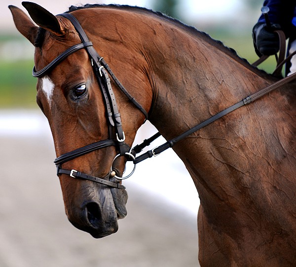 A close up of Leyland, Amy Tryon's horse, as she competes at The Event at Rebecca Farm on Thursday.