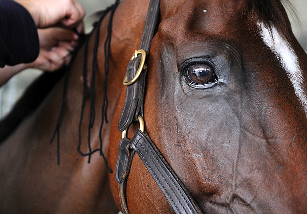 Truluck, a twelve-year-old bay Thoroughbred owned by Rebecca Broussard &amp; Ann Jones gets his mane braided by Emma Ford before the dressage competition on Friday at The Event at Rebecca Farm. Truluck is one of three horses being ridden by Phillip Dutton in this year's competition.