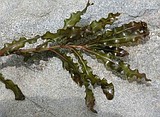 Curlyleaf pondweed eradication underway in Flathead Lake