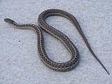Snake in the grass