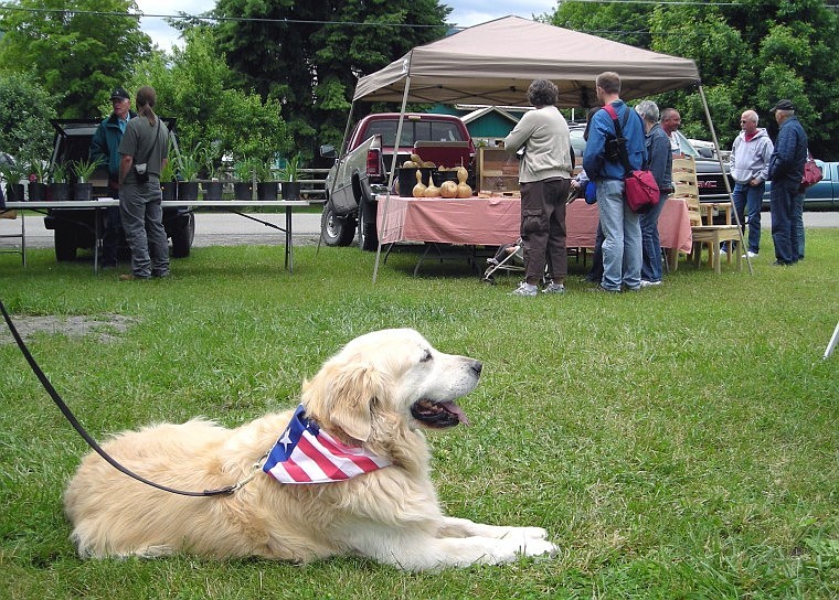 Camel, a local dog, surveys the scene at the July 3rd Thompson Falls Market. Owner Roland Sweatman enjoyed his time at the Thompson Falls Market with his good friend Camel.