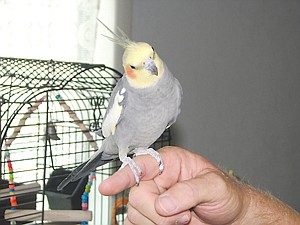 Buddy the cockatiel