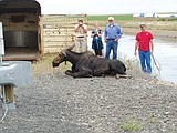 Moose on the loose in the Columbia Basin this month