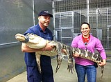 For Ohio animals, a spread of hot dogs and doughnuts