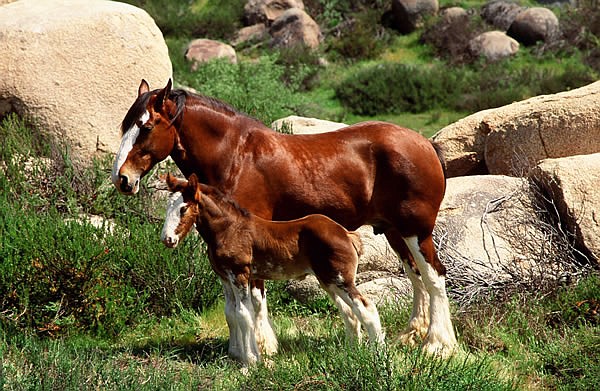 &lt;p&gt;Several of Budweiser's beautiful beasts will be at the Hayden Super 1 parking lot today from 1 to 3 p.m. The public is invited.&lt;/p&gt;