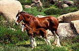 Clydesdales visit Super 1 today at 1