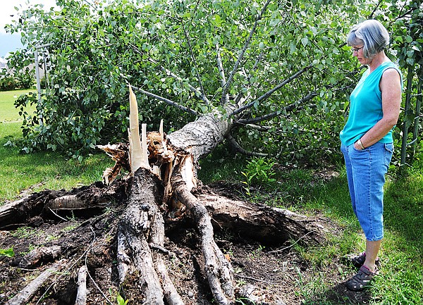 Shari Courser examines the cottonwood tree that fell down in her back yard in Thursday night's storm. &quot;It couldn't have fallen in a better place,&quot; said Courser. The tree, which Courser said she had considered getting rid of, missed both the house and a backyard gazebo.