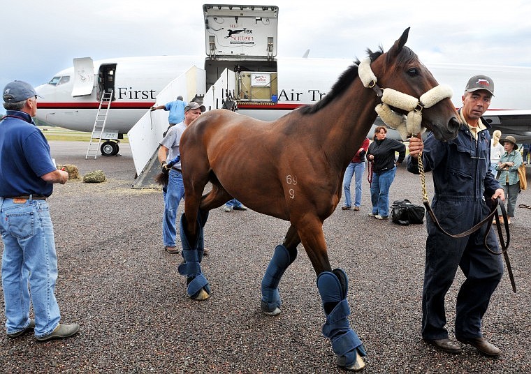 Ryan Stanley leads Olympic equestrian Phillp Dutton&#146;s horse In Mid Air  from a charter plane at Glacier Park International Airport on Monday afternoon. Eighteen horses were flown from Baltimore to the Flathead Valley to compete in The Event at Rebecca Farm this week.