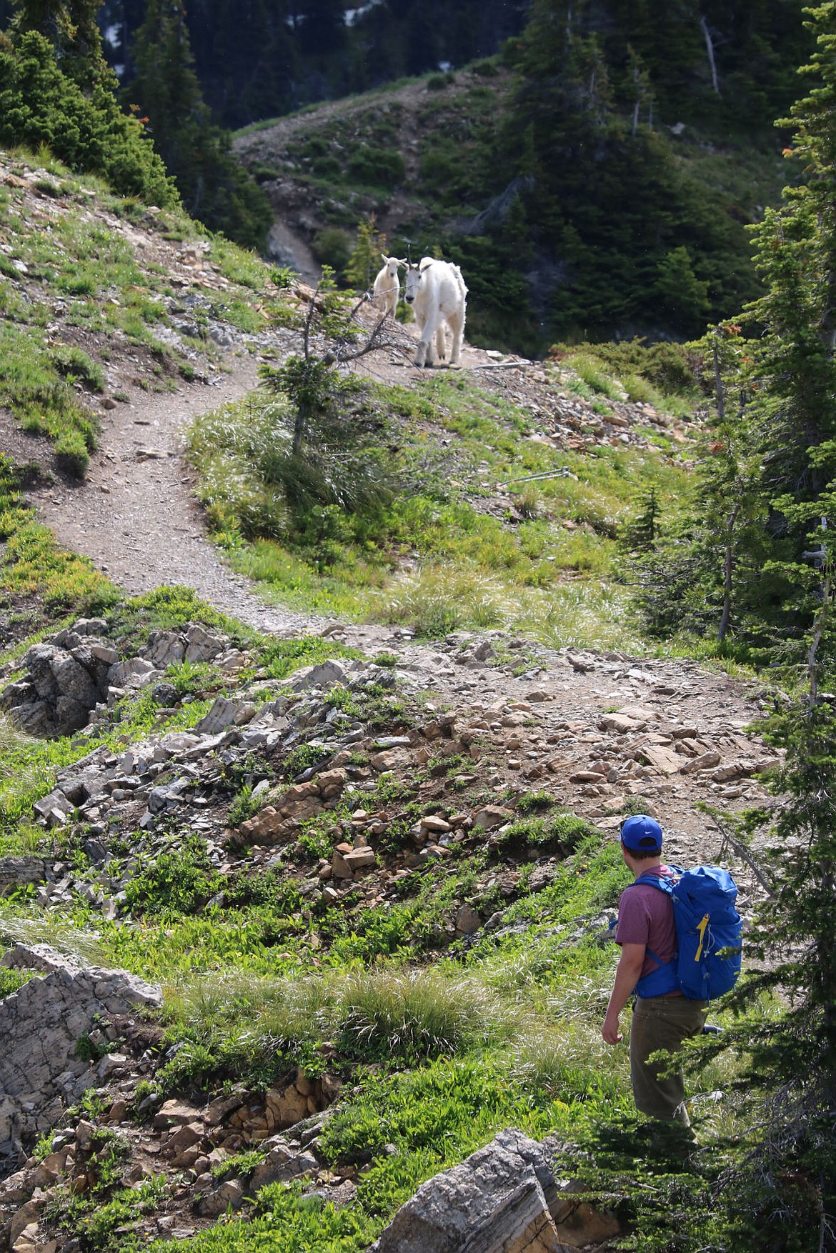 <p>A hiker heads up while goats head down the trail to the summit of Mount Aeneas.</p>