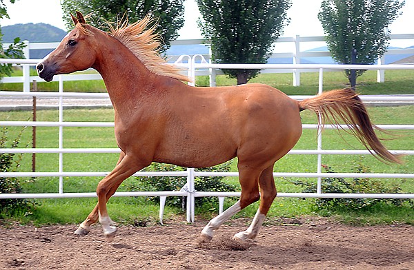 &lt;p&gt;Harmony, a 3-year-old brood mare, goes through a morning workout
at Morning View Arabians in Kalispell.&lt;/p&gt;