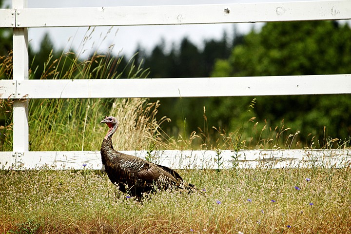 &lt;p&gt;JEROME A. POLLOS/Press A turkey walks along a fence near a roadside Thursday on Stanley Hill as it forages for food in the grass and weeds.&lt;/p&gt;