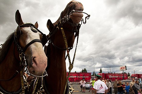 &lt;p&gt;Two horses from Budweiser sit on display as the crowds observe them Thursday at the Super 1 in Hayden.&lt;/p&gt;