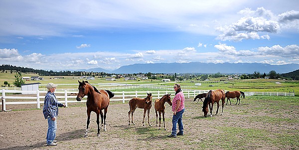 &lt;p&gt;Farm manager Jenny Westin and assistant stable hand Patti Hayes
spend time with some of the new mothers and their babies recently
at Morning View Arabians ranch in Kalispell.&lt;/p&gt;