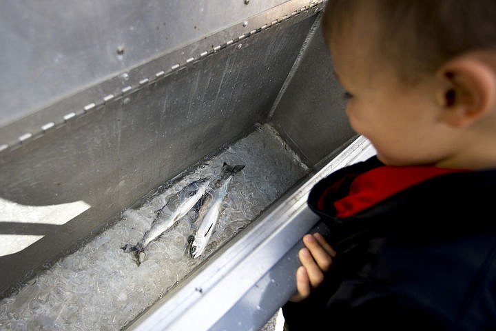 &lt;p&gt;Collin Rzepa, son of Army National Guard veteran and Purple Heart recipient Jason Rzepa, checks out two Kokanee salmon in the holding tank of the Boats for Heroes boat on July 22, 2016 on Lake Pend Orielle. Boats for Heroes, the non-profit founded by Vietnam veteran Keith Mathews and his wife Cathy, takes veterans and their families out on free fishing trips in Washington and Idaho.&lt;/p&gt;