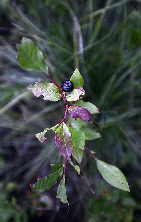 &lt;p&gt;A huckleberry branch nearly picked clean on Thursday, July 24, in Ferndale. (Brenda Ahearn/Daily Inter Lake)&lt;/p&gt;