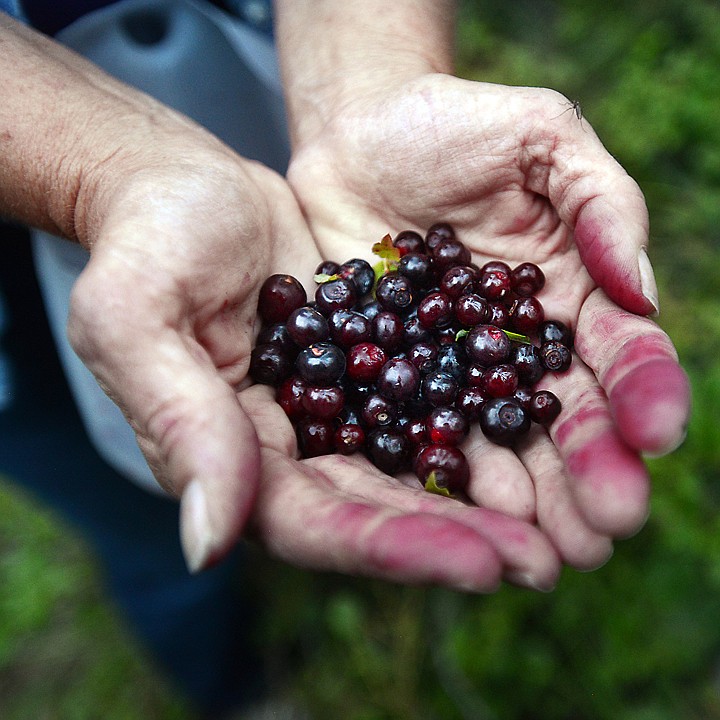 &lt;p&gt;Lynn Taylor of Bigfork, holds out a handful of quickly gathered berries on Thursday, July 24, in Ferndale. (Brenda Ahearn/Daily Inter Lake)&lt;/p&gt;