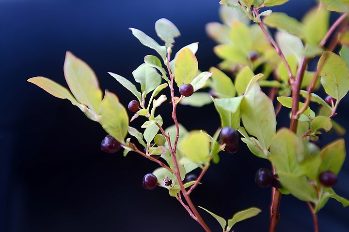 &lt;p&gt;Detail of huckleberries on Thursday, July 24, in Ferndale. (Brenda Ahearn/Daily Inter Lake)&lt;/p&gt;