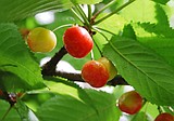 Flathead cherry harvest running late