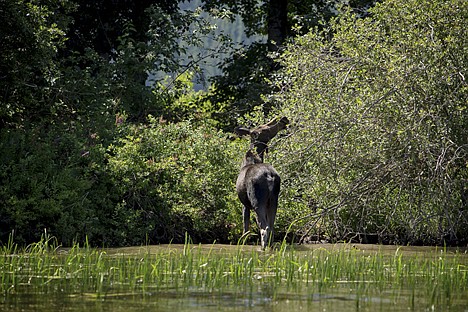 &lt;p&gt;A moose calf forages leaves from a tree on the banks of the St. Joe River south of Harrison.&lt;/p&gt;