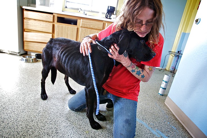 &lt;p&gt;JEROME A. POLLOS/Press Mary Powell, a Kootenai Humane Society adoption counselor, comforts a dog that was given to the shelter by its owner after he couldn't afford to feed the black labrador retriever. The shelter's Community Lifeline for Animal Welfare Services provides dog and cat food for qualifying low-income residents.&lt;/p&gt;