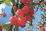 Bowman Orchards: predictably nuts over cherries