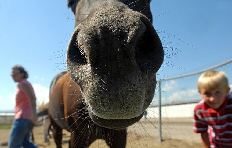 One of the Kohr's horses sticks his snout out for a close-up.