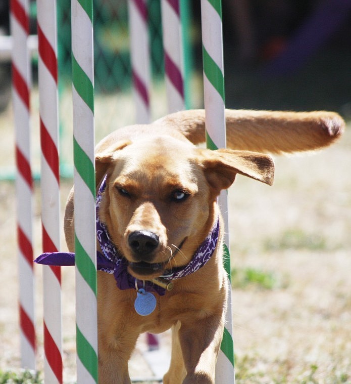 Dogs of all kinds ran an agility course during the first annual Pet Fest at the Thompson Falls market.