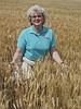 Winter wheat experiences 'interesting' year