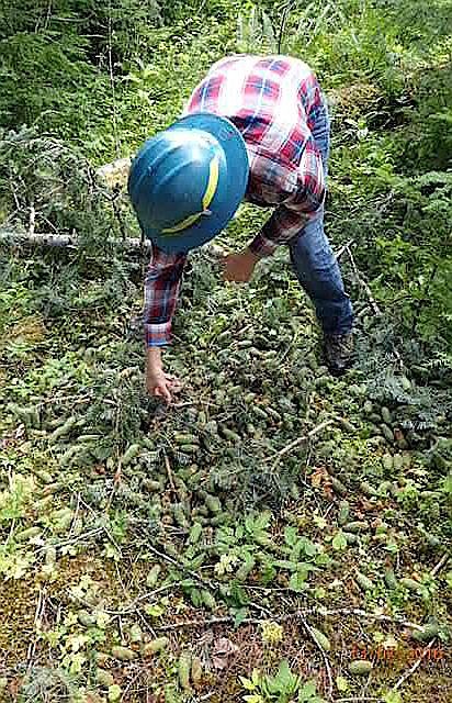 &lt;p&gt;Josh Jurgensen, Coeur d&#146;Alene River Ranger District recreation staff officer, assesses tree damage at the Kit Price Campground on the Coeur d&#146;Alene River.&lt;/p&gt;