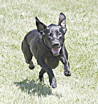 &lt;p&gt;Geicko hurtles through the air en route to another dog racing championship.&lt;/p&gt;