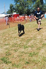 Shadow and owner Charlie Blood, of St. Ignatius, sprint to the finish line during the dog races last Saturday.