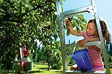 Cherry glut could soften market