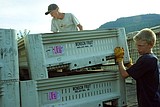 Cherry harvest