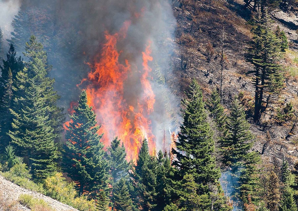 &lt;p&gt;&lt;strong&gt;A patch of&lt;/strong&gt; trees torches Thursday near Dead Horse Point on the Reynolds Creek Fire in Glacier National Park. (Chris Peterson/Hungry Horse News).&lt;/p&gt;